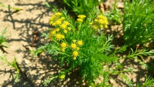 dill plant care